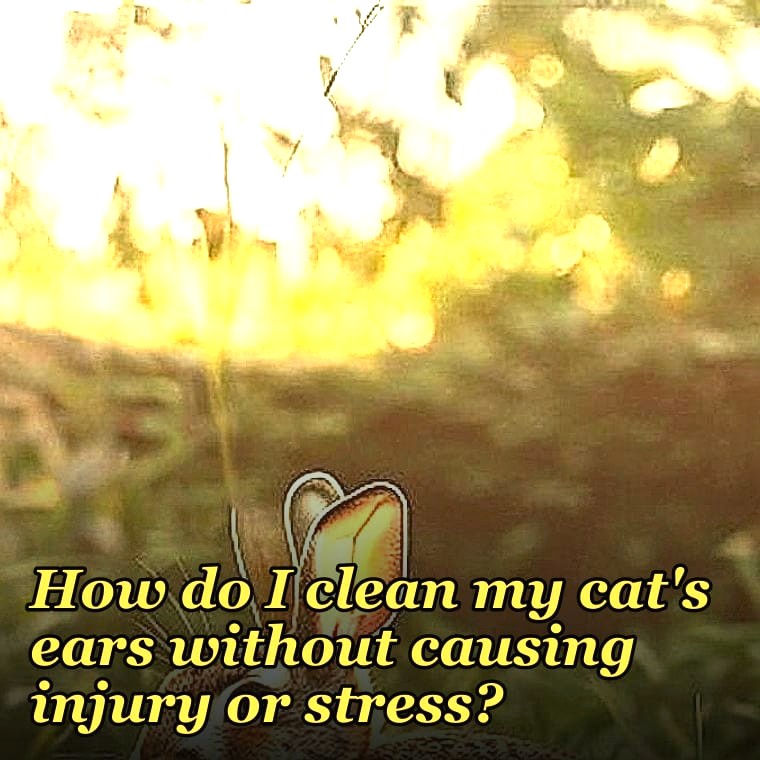 How do I clean my cat's ears without causing injury or stress?