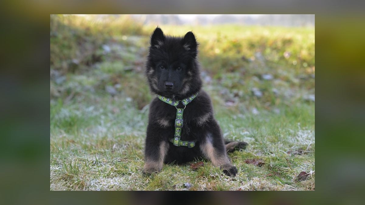 What are the first signs of hip dysplasia in a German Shepherd puppy — figure 10