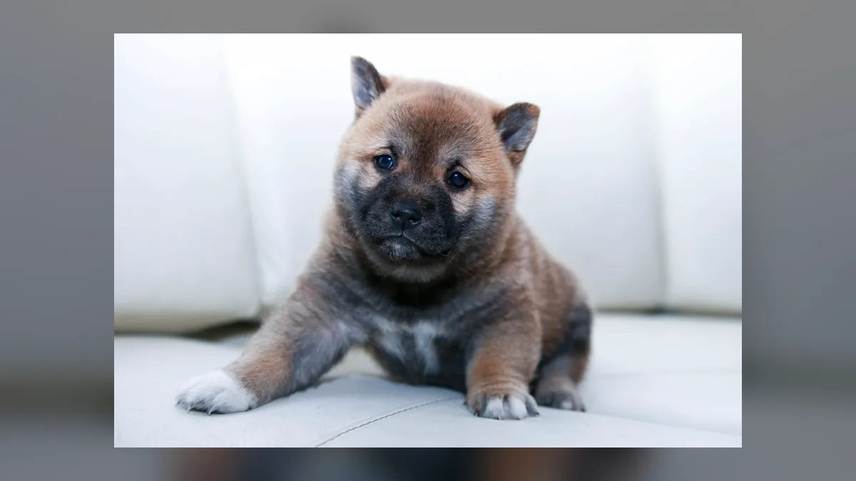 What are the first signs of hip dysplasia in a German Shepherd puppy — figure 5