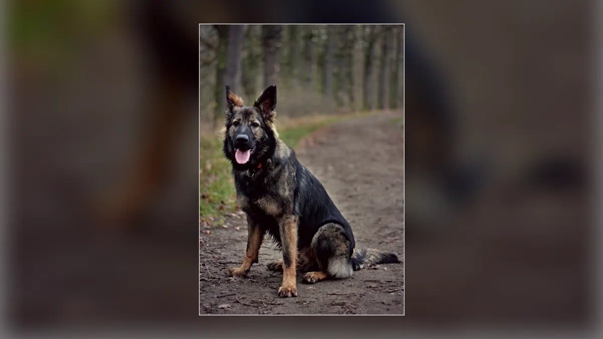 What are the first signs of hip dysplasia in a German Shepherd puppy — figure 7