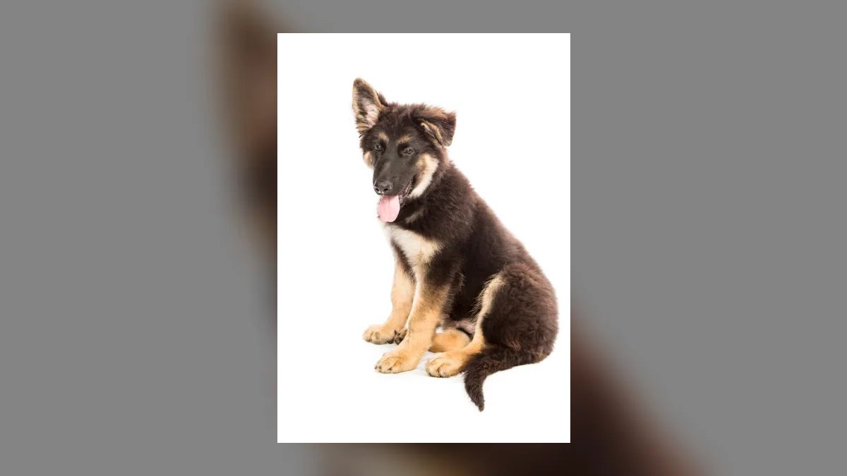 What are the first signs of hip dysplasia in a German Shepherd puppy — figure 8