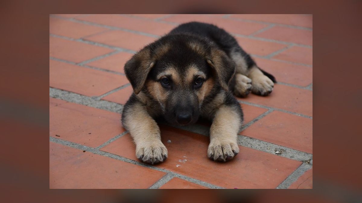 What are the first signs of hip dysplasia in a German Shepherd puppy — figure 9