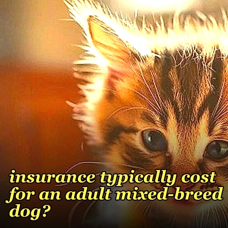 How much does pet insurance typically cost for an adult mixed-breed dog?