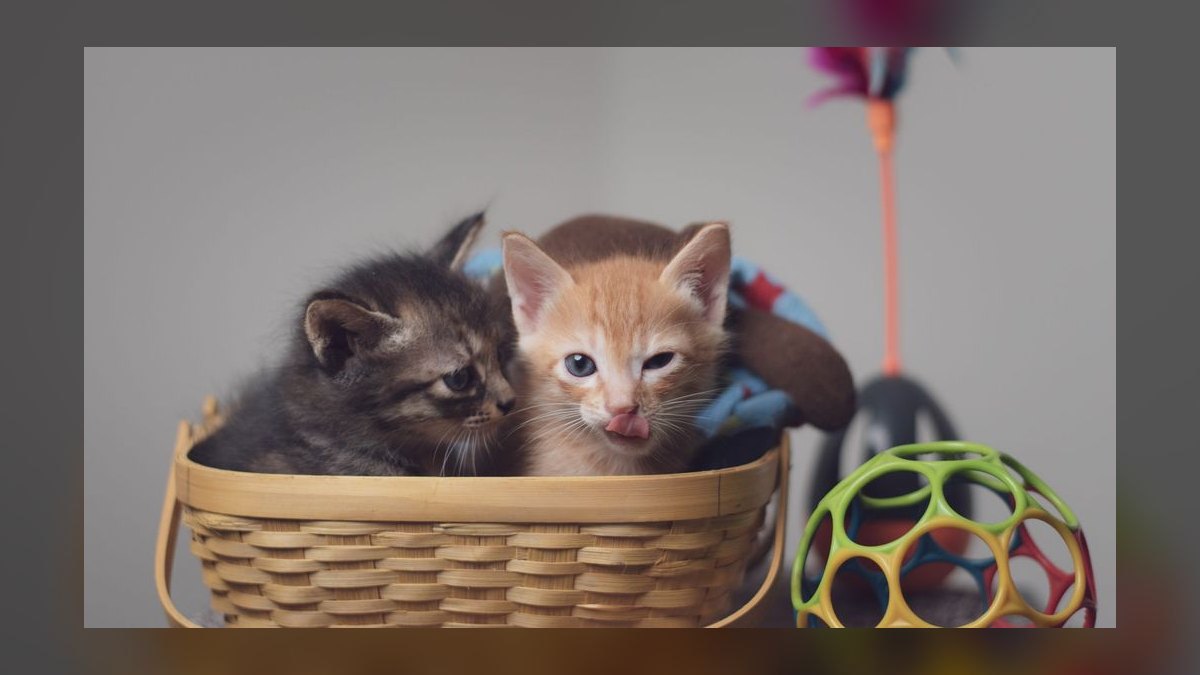 What is the best way to introduce a new kitten to a resident adult cat — figure 10