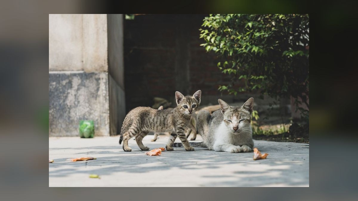 What is the best way to introduce a new kitten to a resident adult cat — figure 2