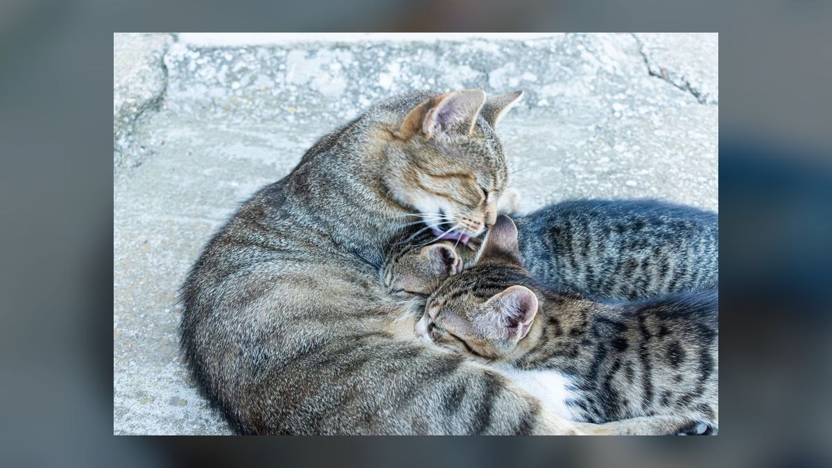 What is the best way to introduce a new kitten to a resident adult cat — figure 3