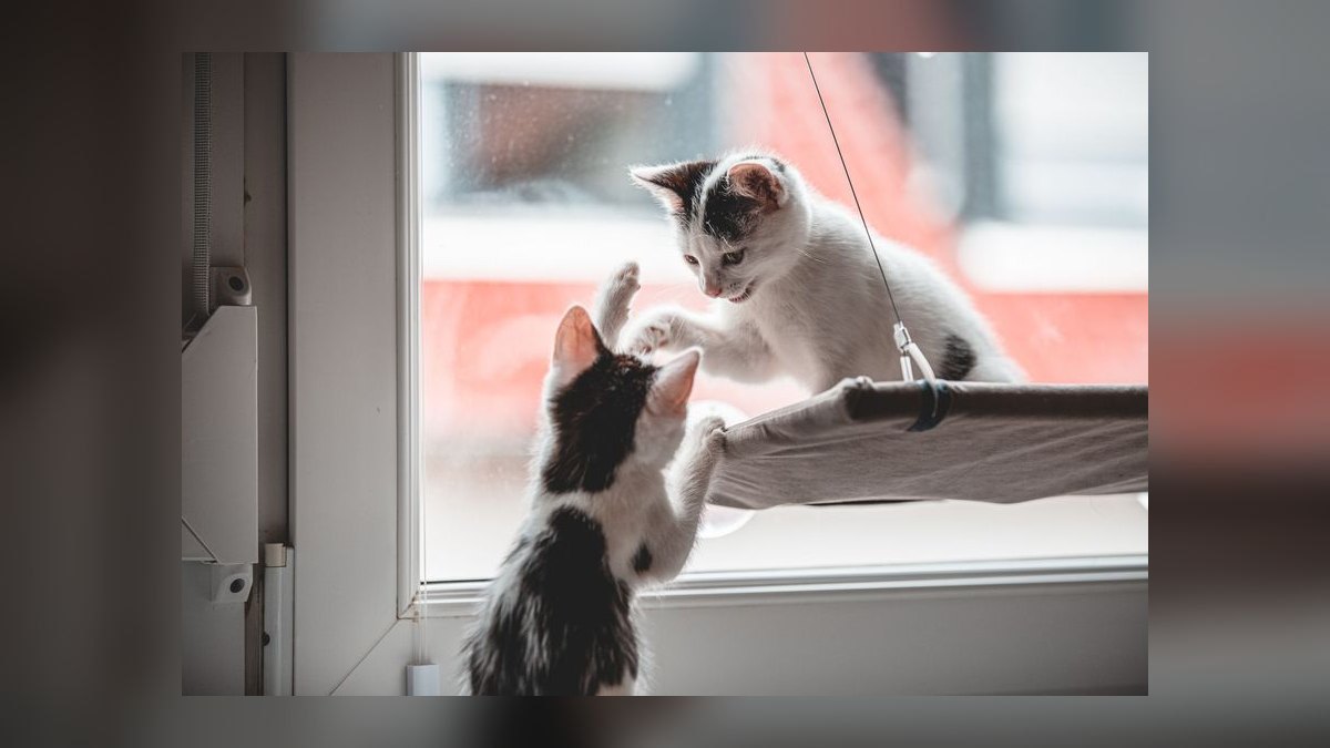 What is the best way to introduce a new kitten to a resident adult cat — figure 8
