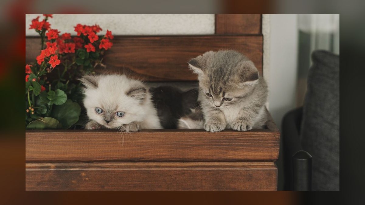 What is the best way to introduce a new kitten to a resident adult cat — figure 9
