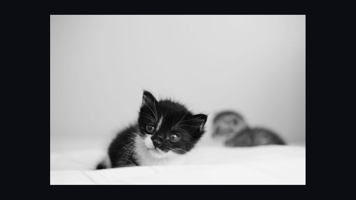 What is the best way to introduce a new kitten to a resident adult cat?
