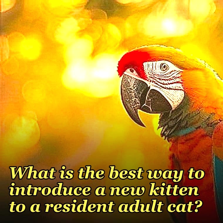 What is the best way to introduce a new kitten to a resident adult cat?