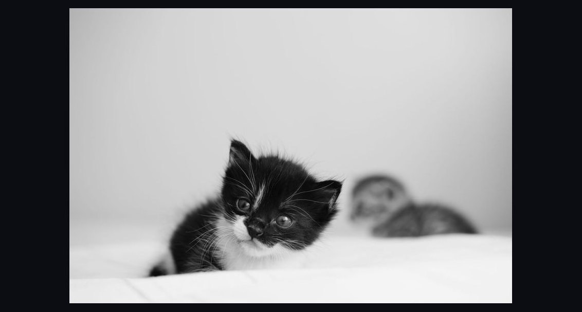 What is the best way to introduce a new kitten to a resident adult cat?