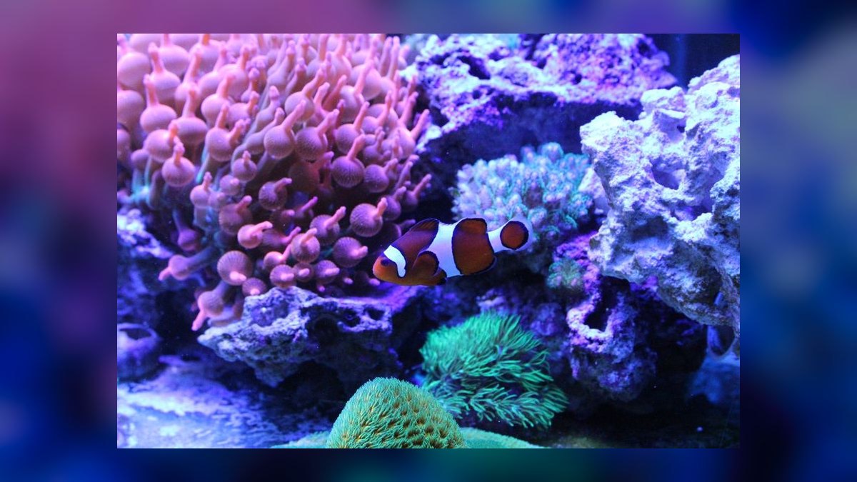 Top 10 Nano Reef Tank Builds for Beginners in 2027 — figure 10
