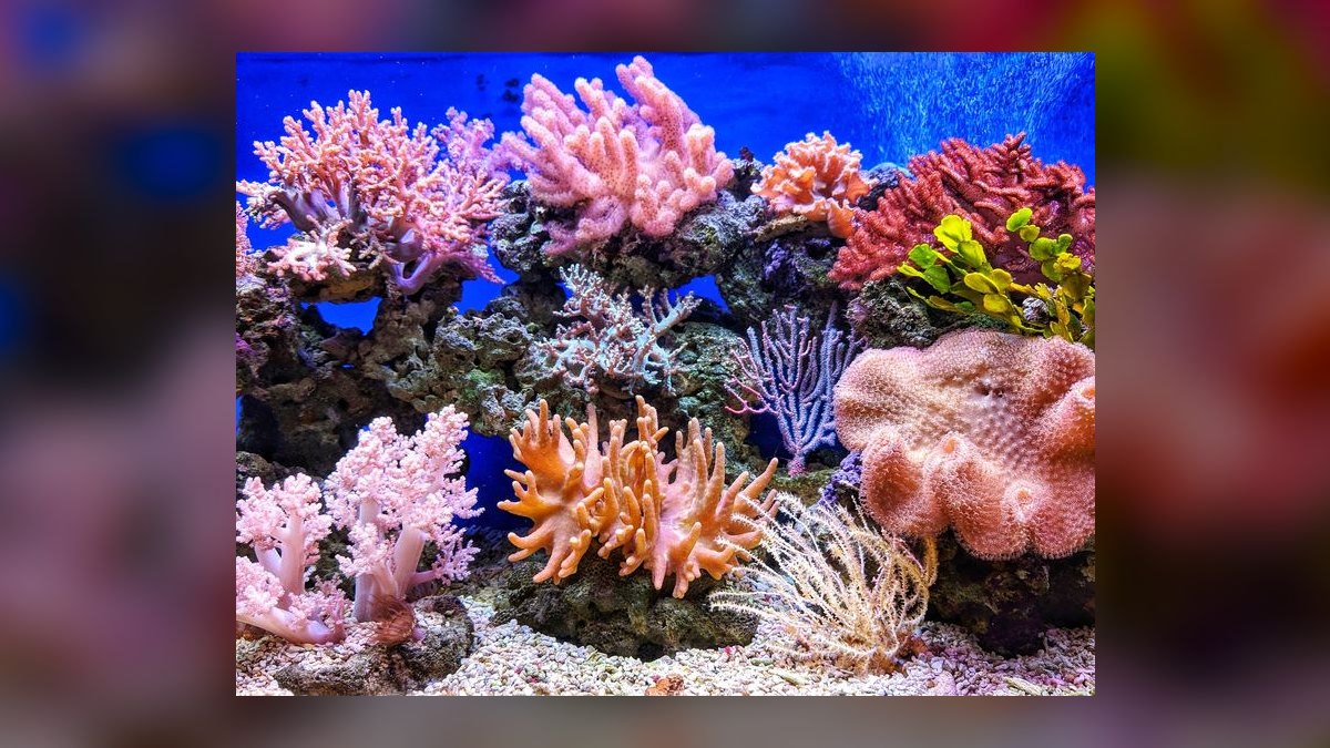 Top 10 Nano Reef Tank Builds for Beginners in 2027 — figure 2