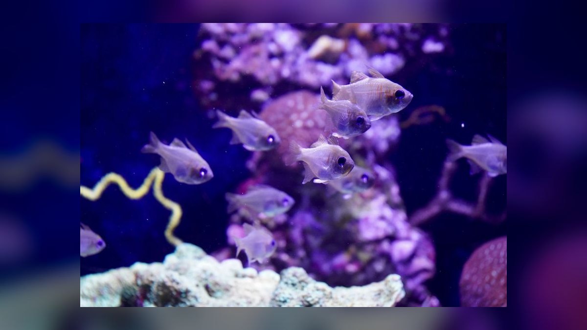 Top 10 Nano Reef Tank Builds for Beginners in 2027 — figure 3
