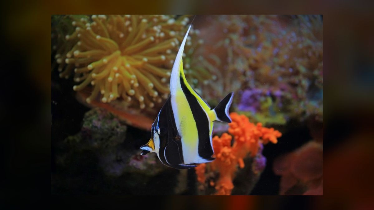 Top 10 Nano Reef Tank Builds for Beginners in 2027 — figure 4