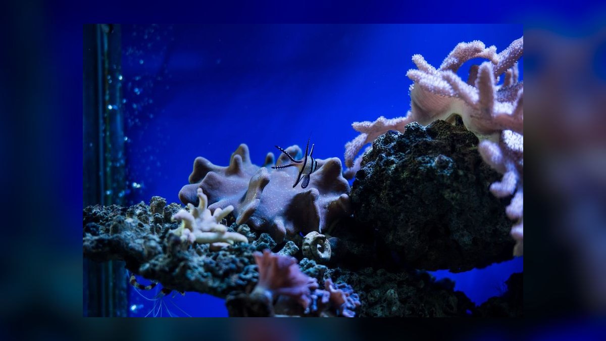 Top 10 Nano Reef Tank Builds for Beginners in 2027 — figure 6