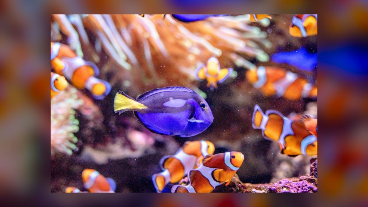 Top 10 Nano Reef Tank Builds for Beginners in 2027 — figure 7