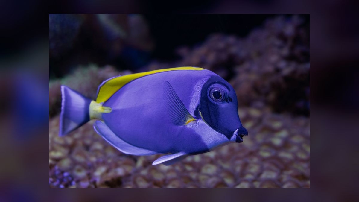 Top 10 Nano Reef Tank Builds for Beginners in 2027 — figure 8
