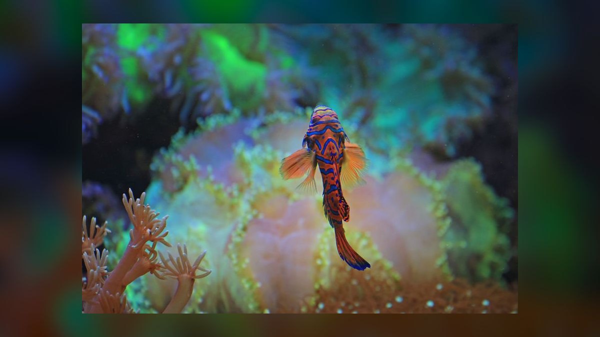 Top 10 Nano Reef Tank Builds for Beginners in 2027 — figure 9