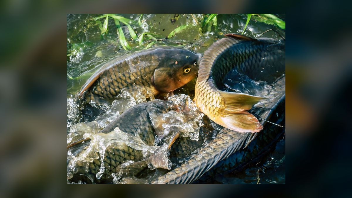 Top 10 Automatic Fish Feeders for Vacation 2027 — figure 4
