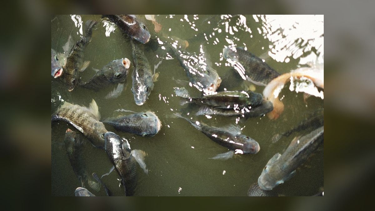 Top 10 Automatic Fish Feeders for Vacation 2027 — figure 6