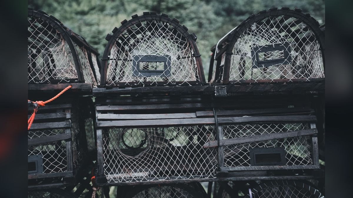 Top 10 Livebearer Breeding Traps & Fry Nurseries for Home Aquariums in 2027 — figure 6