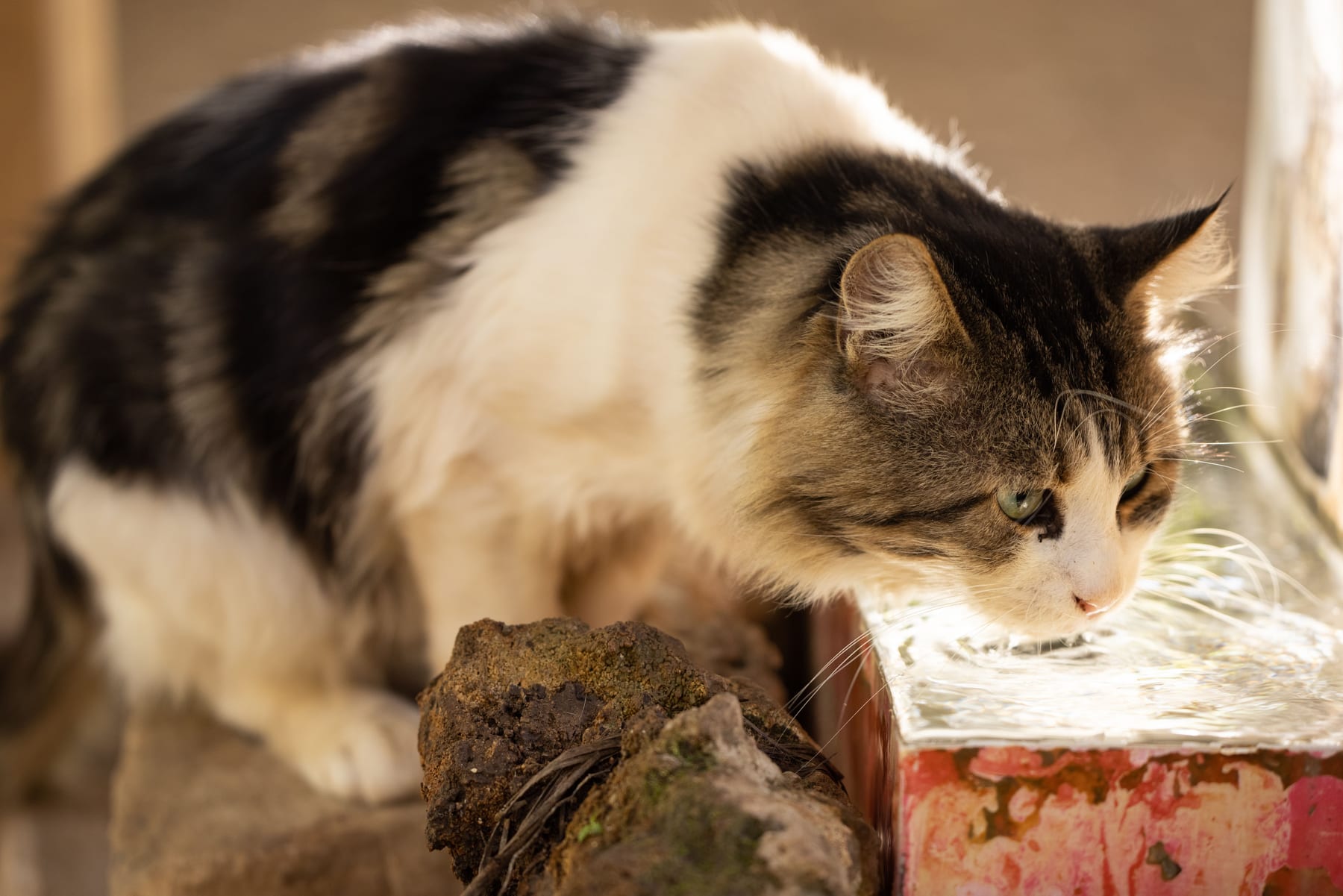 Top 10 Cat Water Fountains with UV Sterilization for 2027 — figure 2