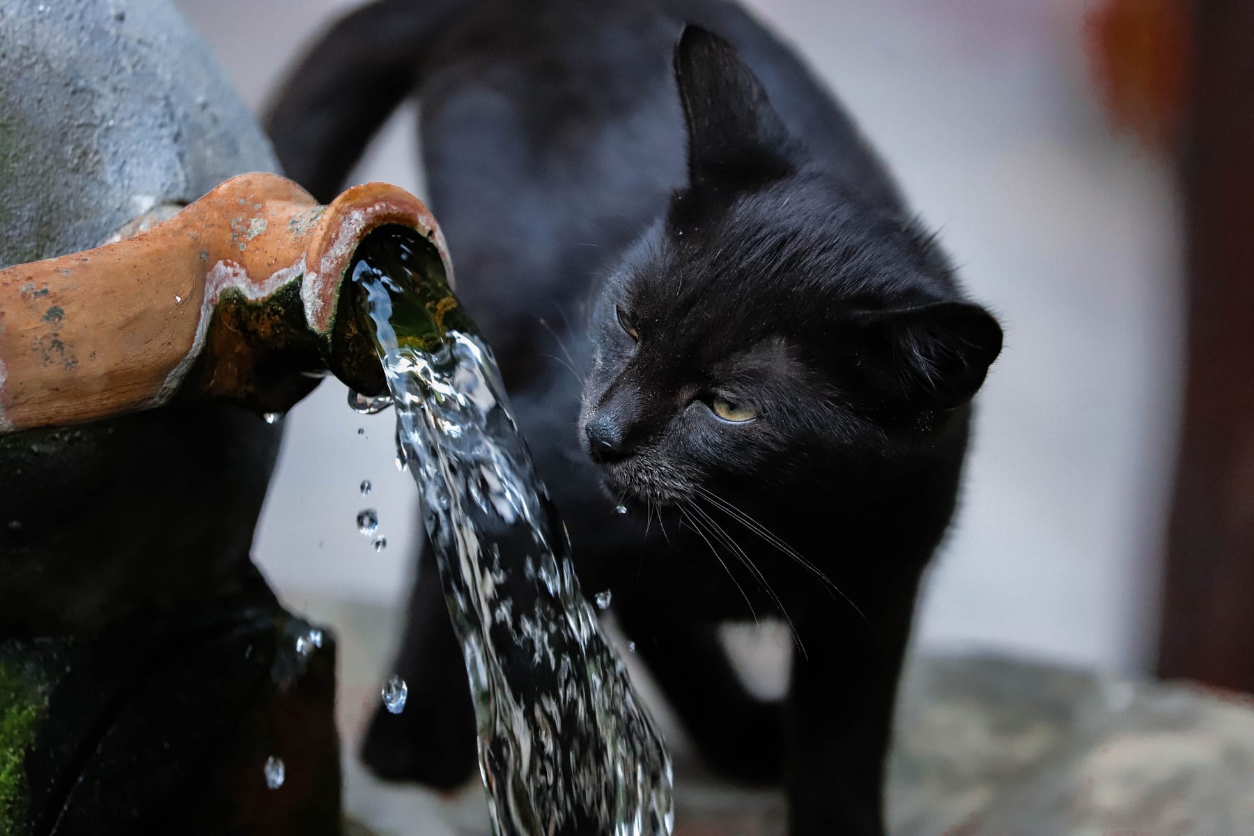 Top 10 Cat Water Fountains with UV Sterilization for 2027 — figure 3
