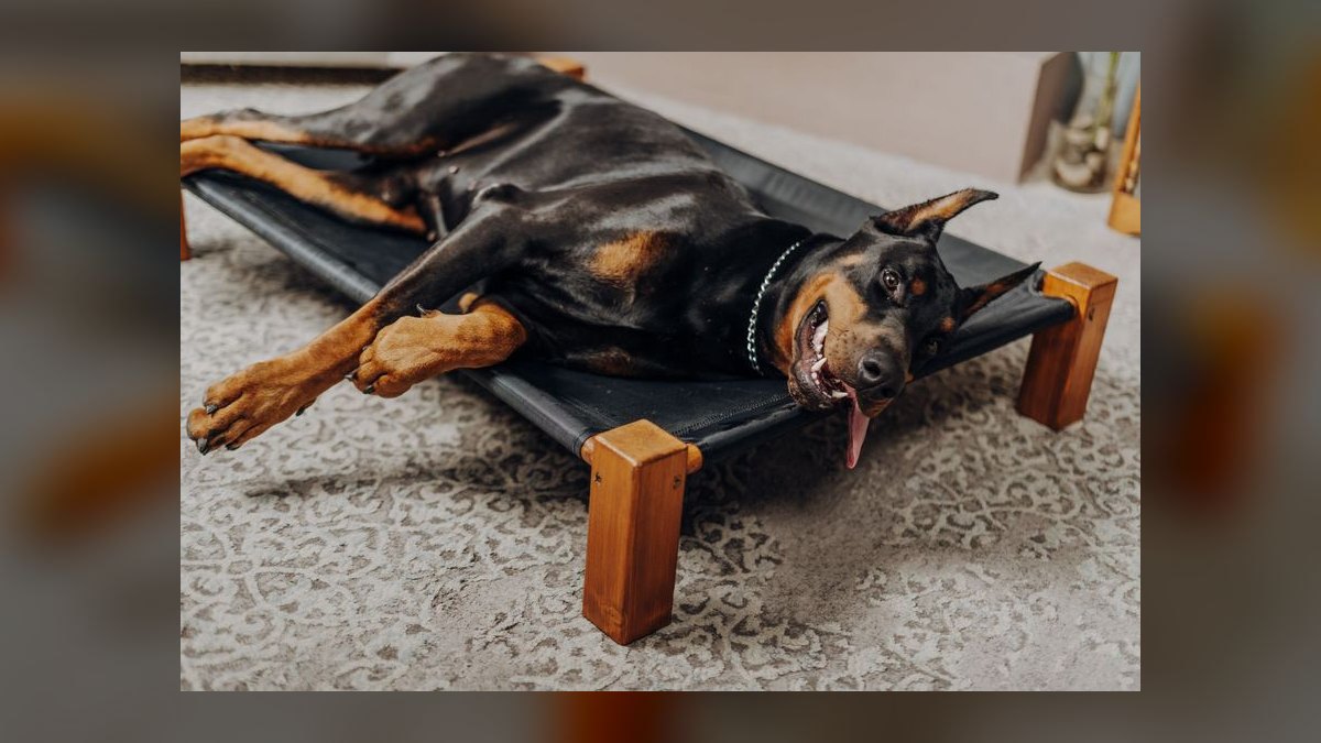 Top 10 Cooling Mats for High-Energy Dog Breeds in Hot Climates (2027) — figure 6