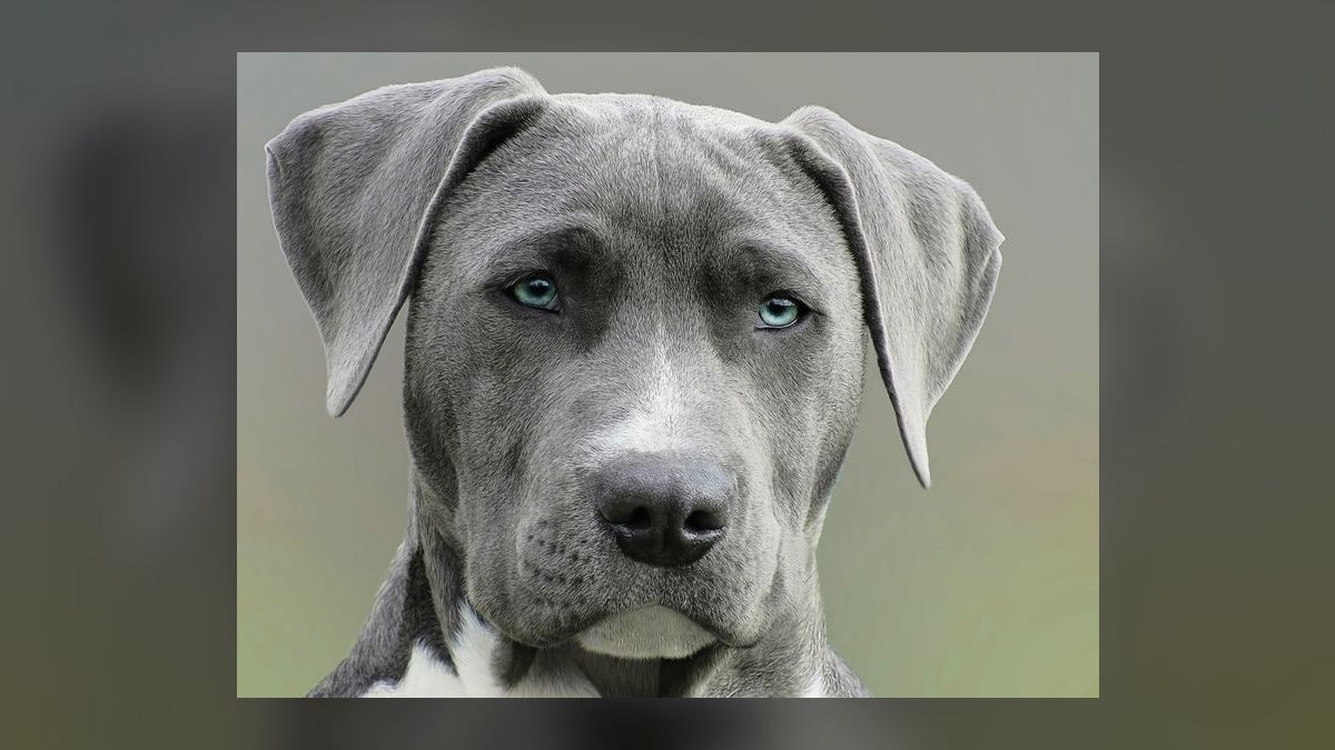 Top 10 Cooling Mats for High-Energy Dog Breeds in Hot Climates (2027) — figure 7