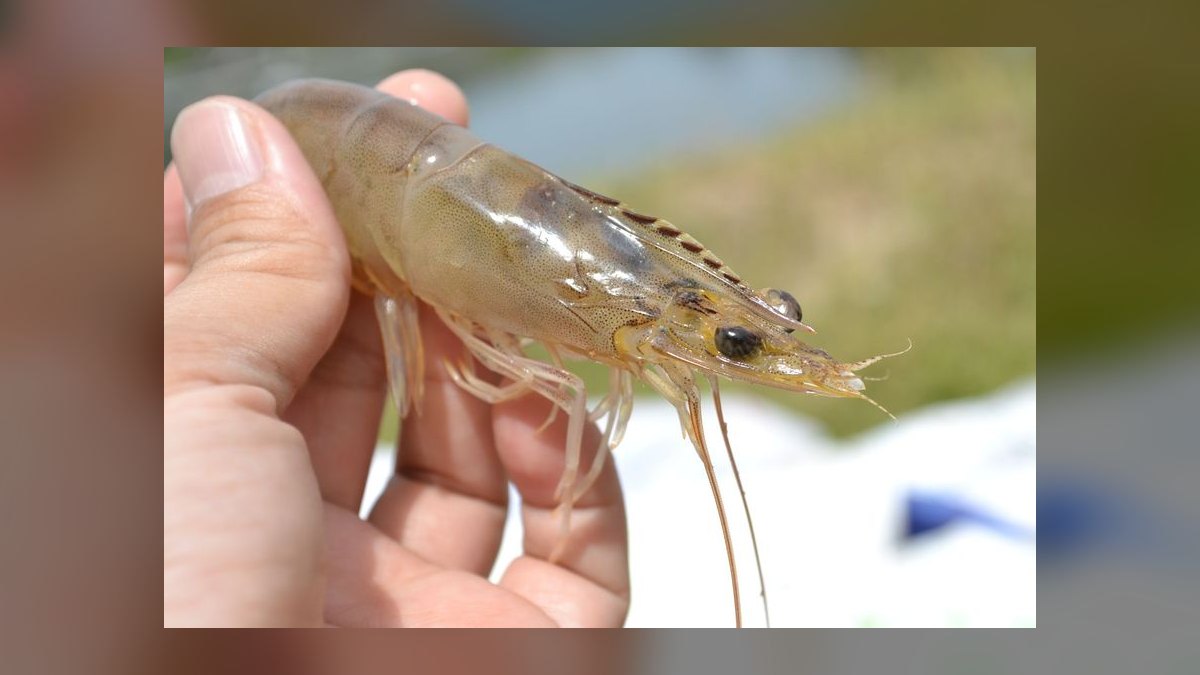 Top 10 Low-Maintenance Freshwater Shrimp Species for Nano Tanks in 2027 — figure 2