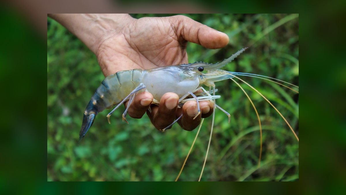 Top 10 Low-Maintenance Freshwater Shrimp Species for Nano Tanks in 2027 — figure 3