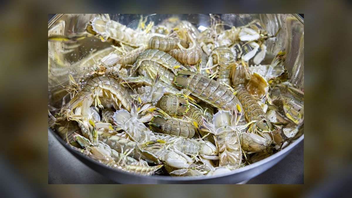 Top 10 Low-Maintenance Freshwater Shrimp Species for Nano Tanks in 2027 — figure 5