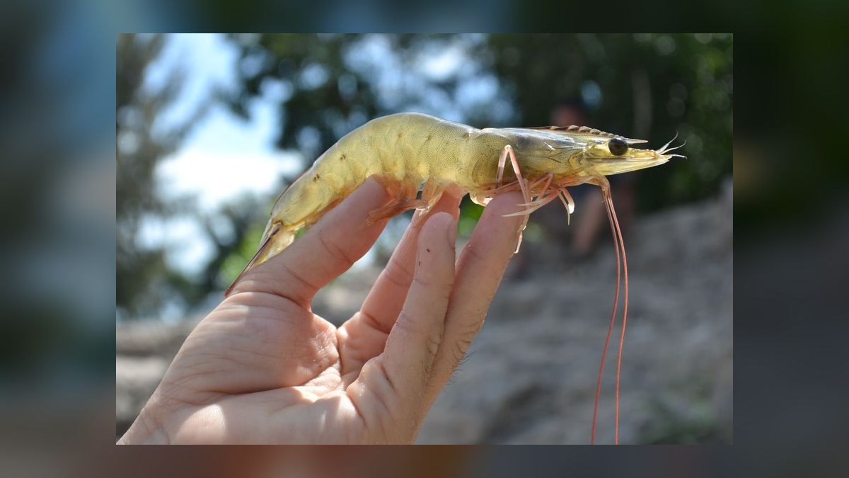Top 10 Low-Maintenance Freshwater Shrimp Species for Nano Tanks in 2027 — figure 8