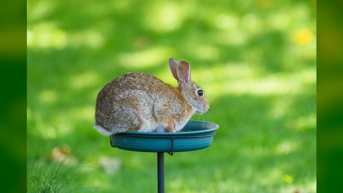 Top 10 Rabbit Hay Feeders with Anti-Waste Designs for 2027 — figure 1
