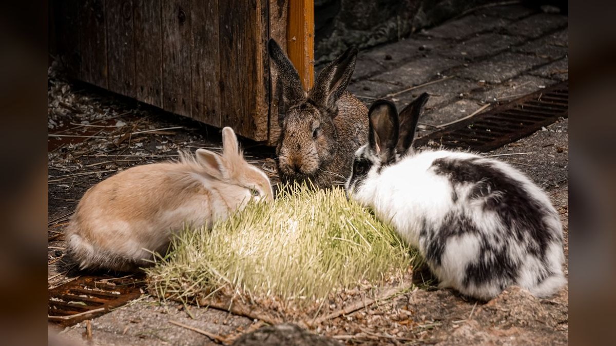 Top 10 Rabbit Hay Feeders with Anti-Waste Designs for 2027 — figure 2