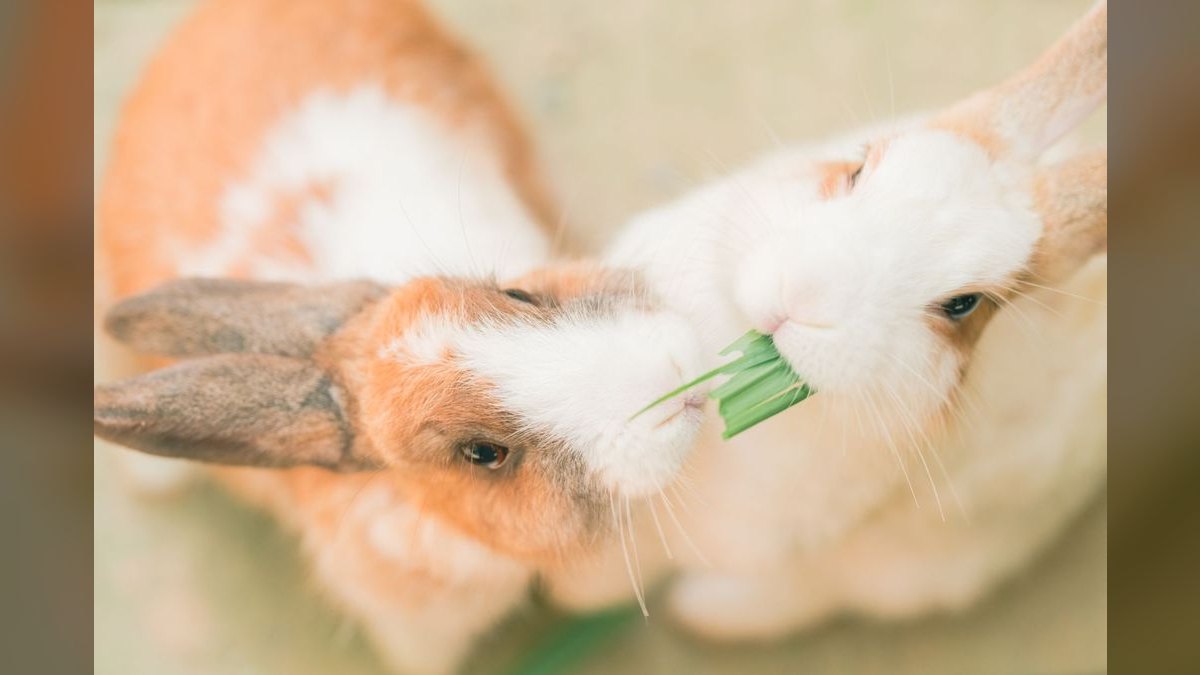 Top 10 Rabbit Hay Feeders with Anti-Waste Designs for 2027 — figure 3