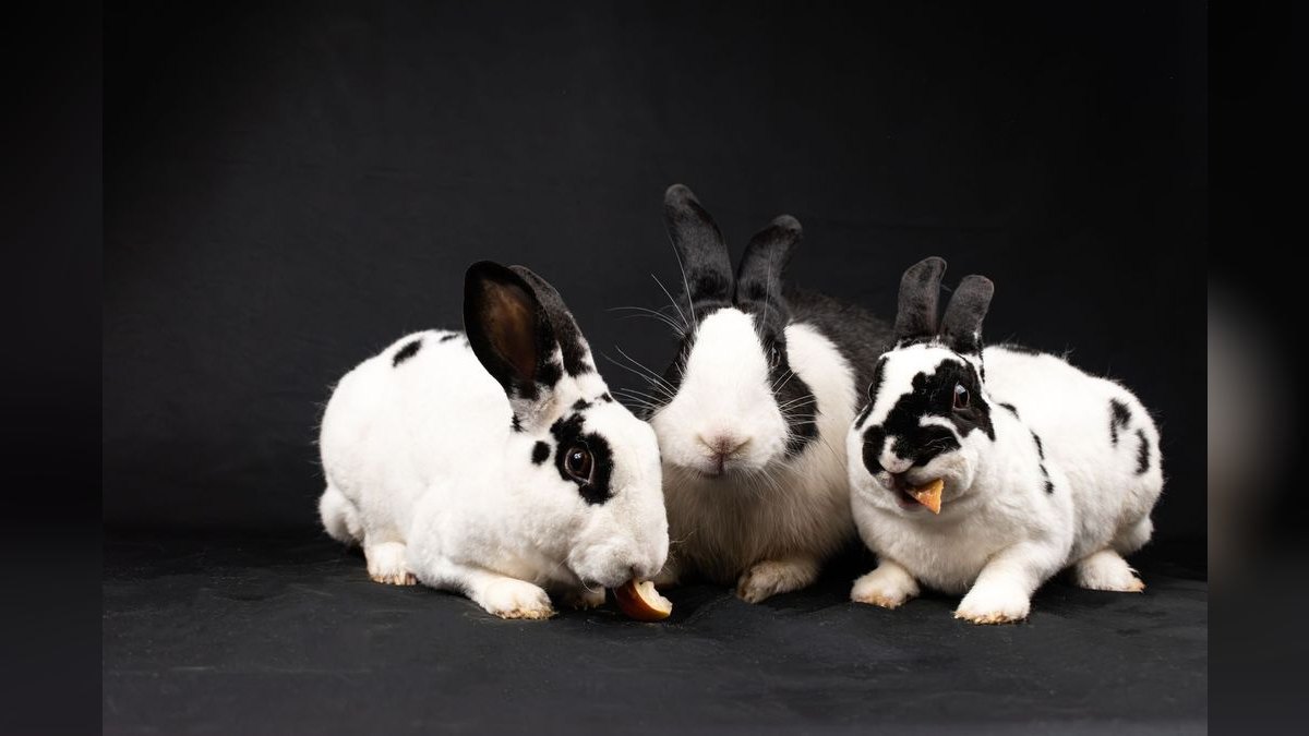 Top 10 Rabbit Hay Feeders with Anti-Waste Designs for 2027 — figure 4