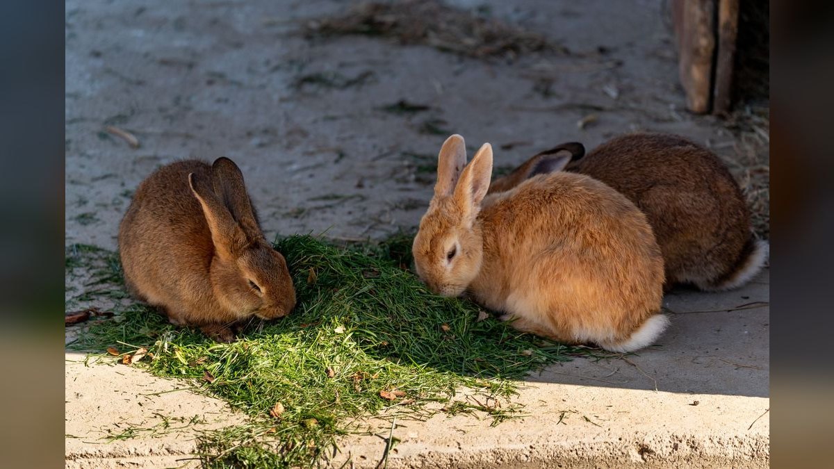 Top 10 Rabbit Hay Feeders with Anti-Waste Designs for 2027 — figure 5