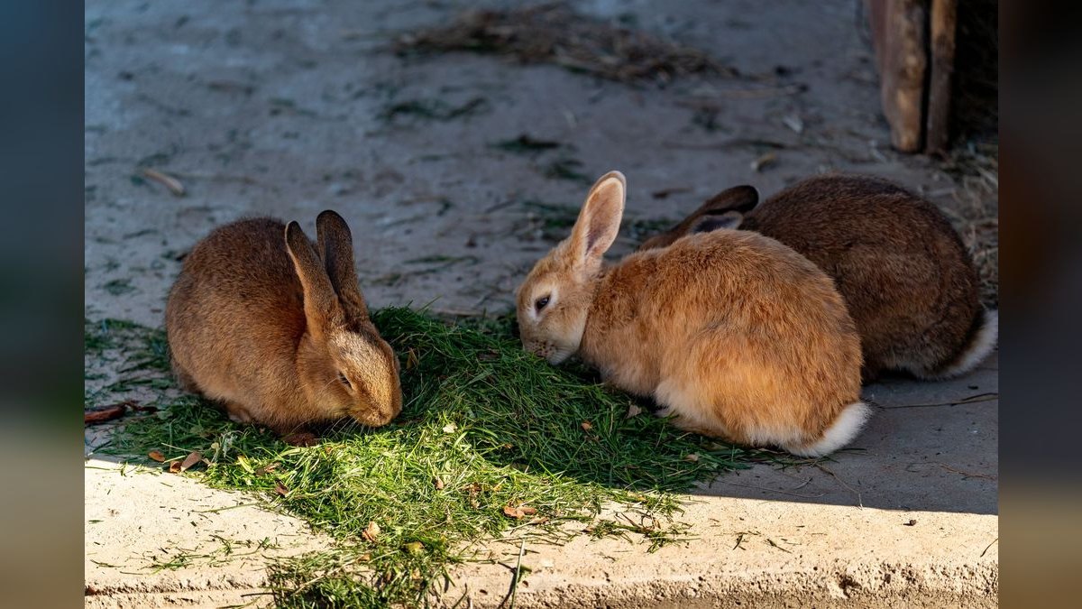 Top 10 Rabbit Hay Feeders with Anti-Waste Designs for 2027 — figure 6