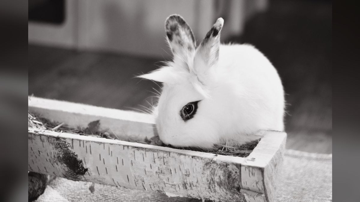 Top 10 Rabbit Hay Feeders with Anti-Waste Designs for 2027