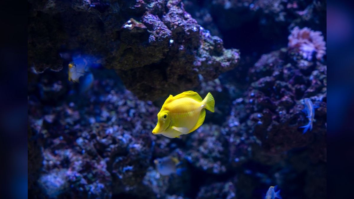 Top 10 Automatic Aquarium Dosing Pumps for Reef Tank Additives (2027) — figure 1