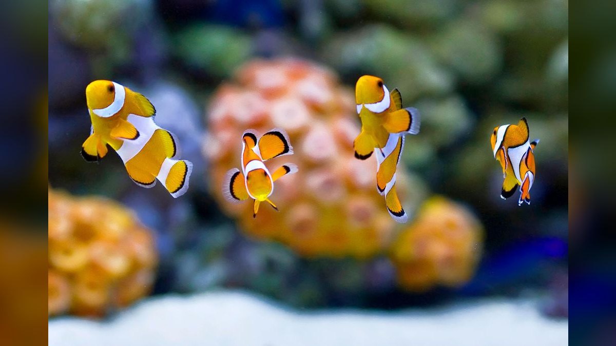 Top 10 Automatic Aquarium Dosing Pumps for Reef Tank Additives (2027)