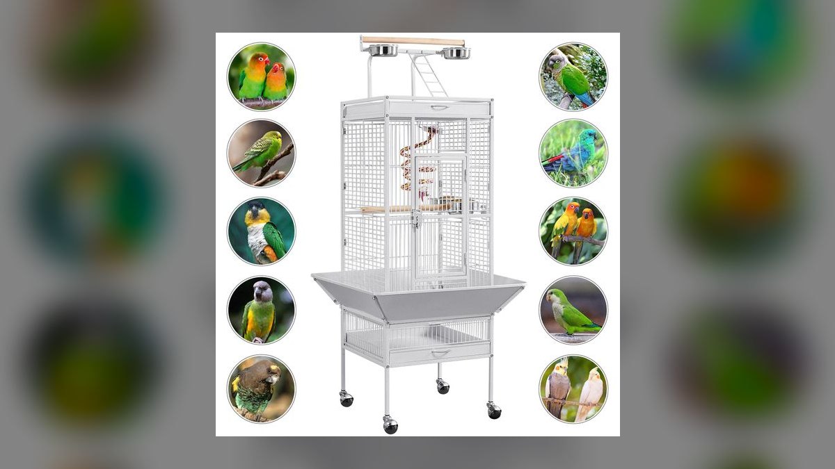 Top 10 Bird Play Gyms with Foraging Toys for Cockatiels in 2027 — figure 1