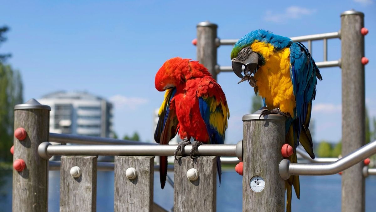 Top 10 Bird Play Gyms with Foraging Toys for Cockatiels in 2027 — figure 4