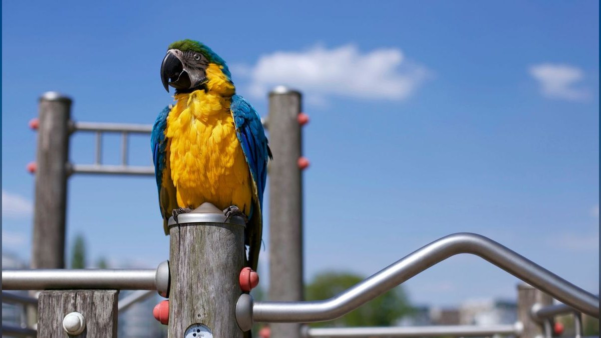 Top 10 Bird Play Gyms with Foraging Toys for Cockatiels in 2027 — figure 5