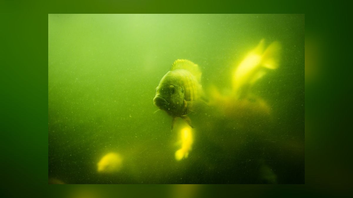 Top 10 UV Sterilizers for Green Water Control in Outdoor Ponds (2027) — figure 10