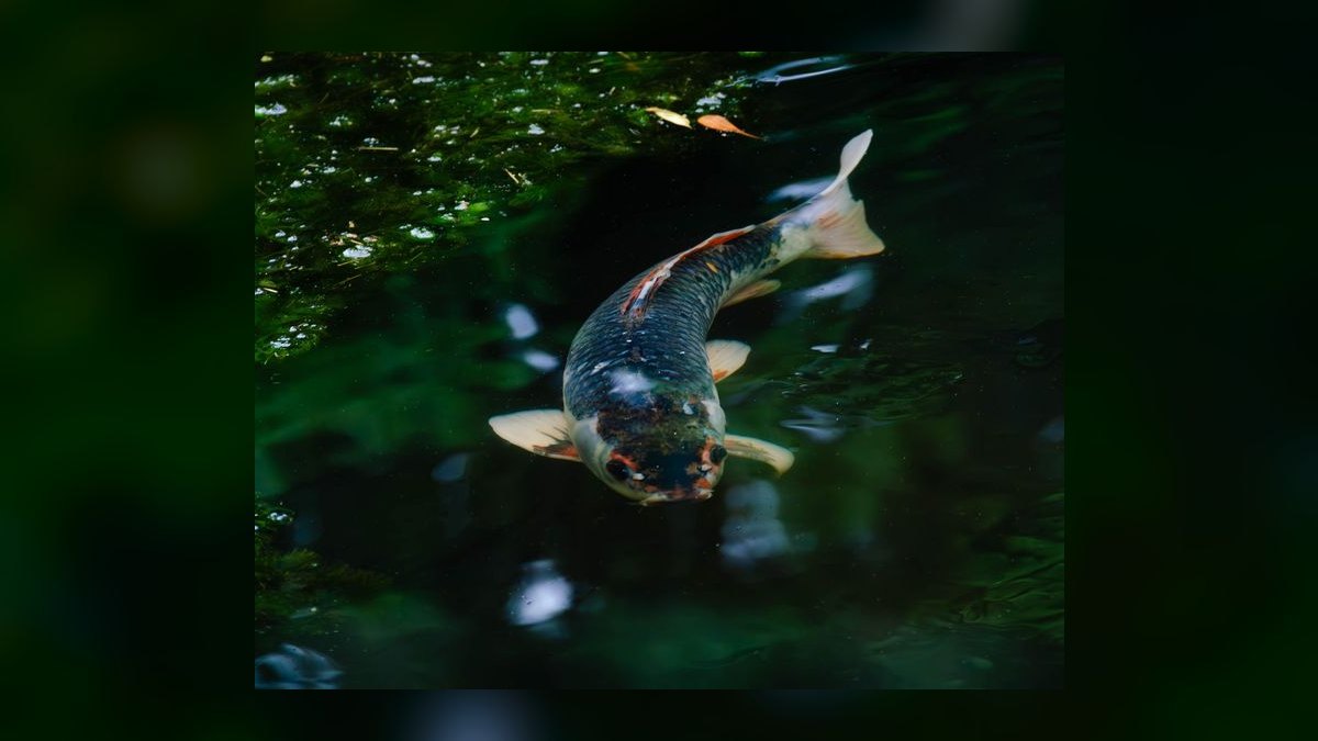 Top 10 UV Sterilizers for Green Water Control in Outdoor Ponds (2027) — figure 7
