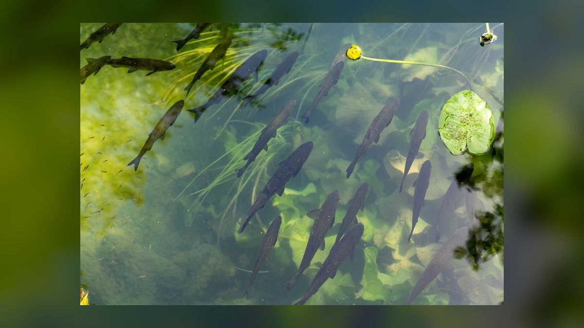 Top 10 UV Sterilizers for Green Water Control in Outdoor Ponds (2027) — figure 8