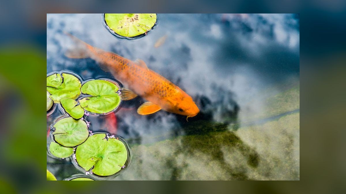 Top 10 UV Sterilizers for Green Water Control in Outdoor Ponds (2027) — figure 9